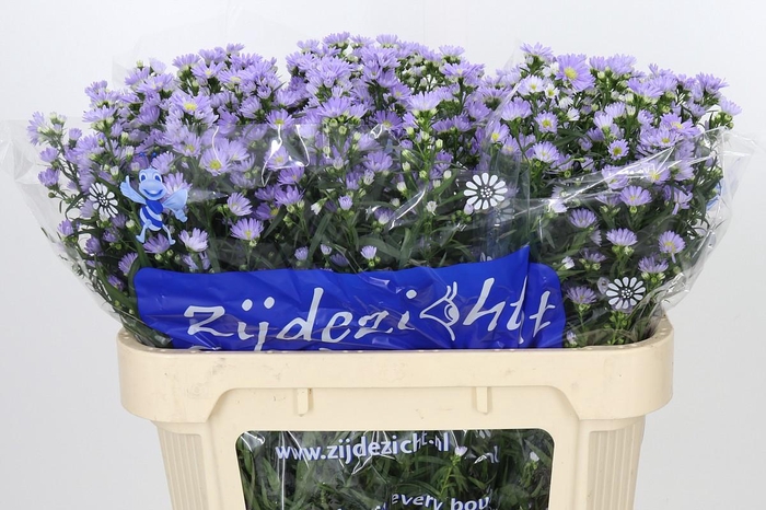 <h4>Aster Cassandra</h4>