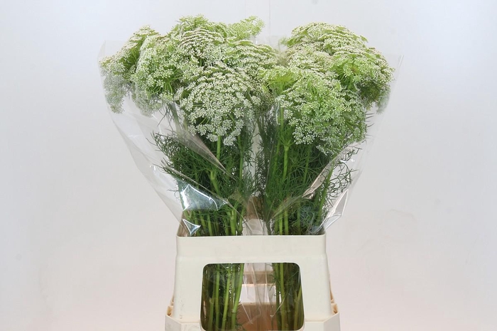 <h4>Ammi Visnaga</h4>