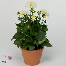 DAHL D LAB GR WHITE