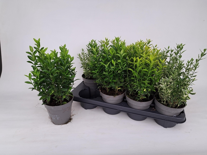 <h4>EUONYMUS JAP GEM</h4>