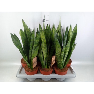 Sansevieria zeylanica