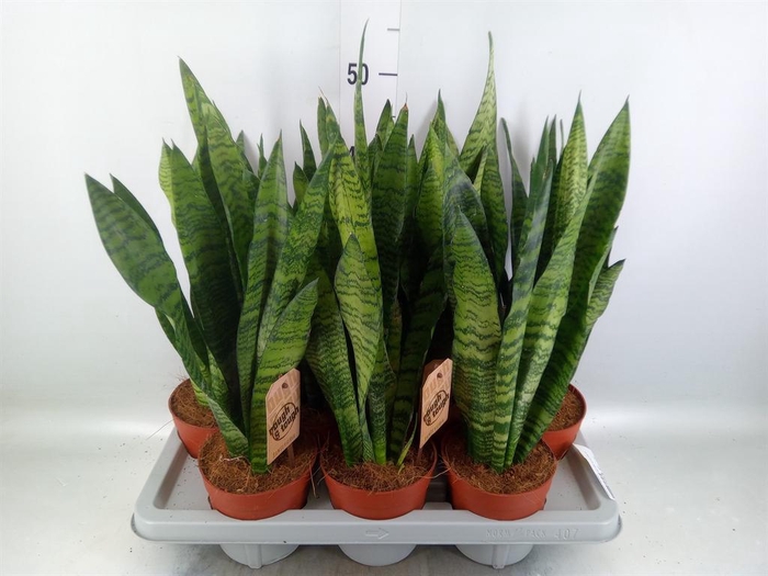 <h4>Sansevieria zeylanica</h4>