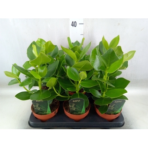 Clusia rosea 'Princess'