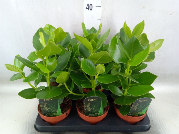 <h4>Clusia rosea 'Princess'</h4>
