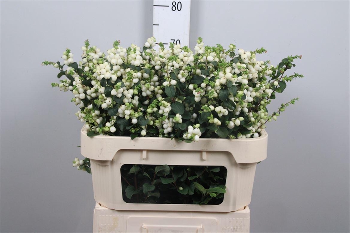 <h4>Sympho Mag Lemon Lime</h4>