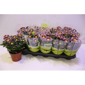 arr8 Chrys Splash Rocker