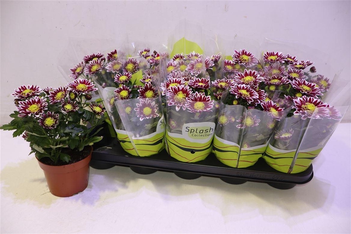 <h4>arr8 Chrys Splash Rocker</h4>