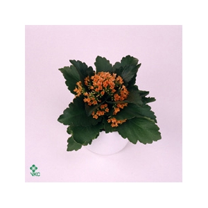 CHR G STRAVINA SUNSET