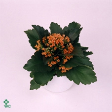 <h4>CHR G STRAVINA SUNSET</h4>