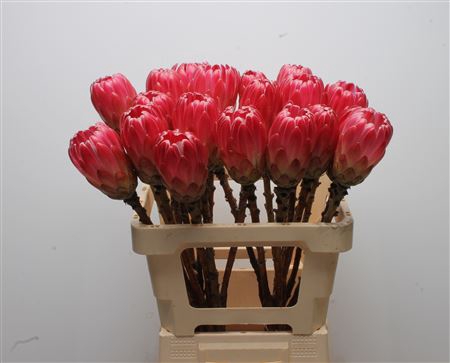 Protea Brenda No Leaves