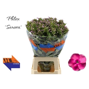 Phlox P Senora