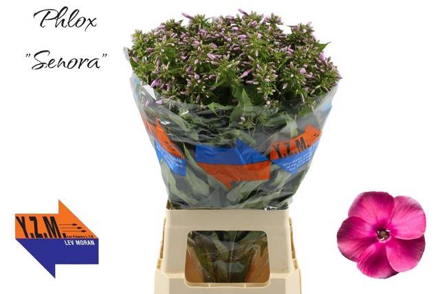 Phlox P Senora