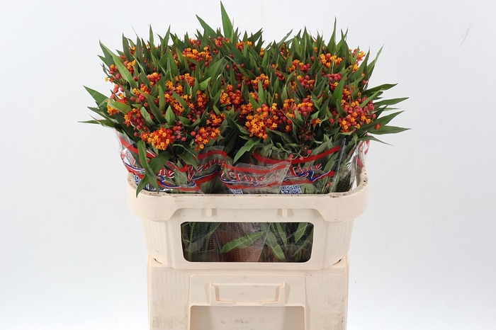 <h4>Ascl Incarnata</h4>