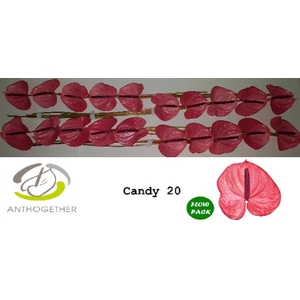 Anth A Candy 9 cm X20 Flow Pack Oosterzon