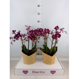 Phalaenopsis multi. 'Ant Cartagena'