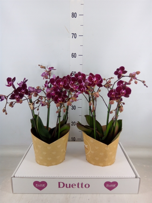 <h4>Phalaenopsis multi. 'Ant Cartagena'</h4>