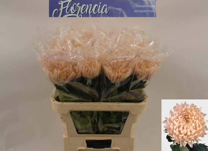 <h4>CHR G AVIGNON</h4>