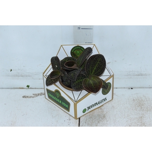 ORQUIDEA MACODES SANDERIANA C13