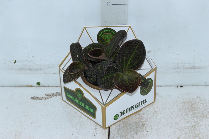 <h4>ORQUIDEA MACODES SANDERIANA C13</h4>
