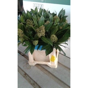Skimmia spray green