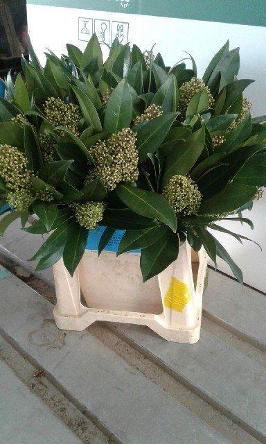 <h4>Skimmia spray green</h4>