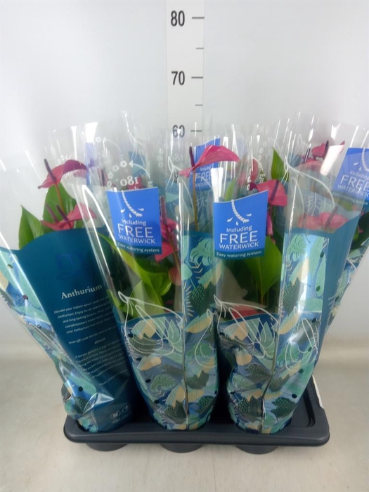 <h4>Anthurium andr. 'Pure Purple'</h4>