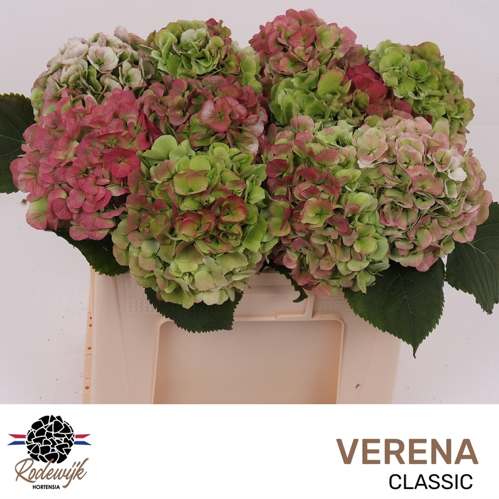 <h4>HYDR M CH VERENA CL</h4>