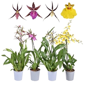 Orchidee