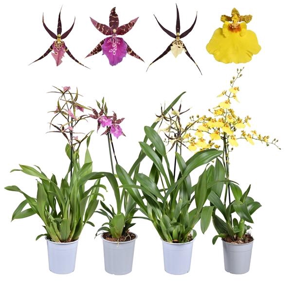 <h4>Orchidee</h4>