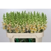 Antirrhinum majus 'Avignon Apricot'