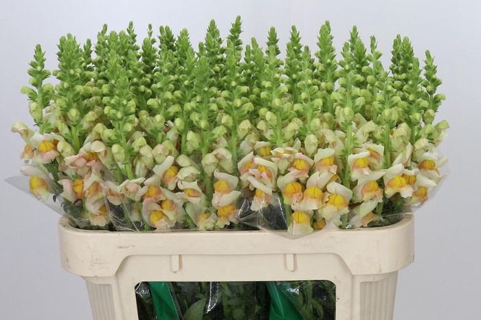 <h4>Antirrhinum majus 'Avignon Apricot'</h4>