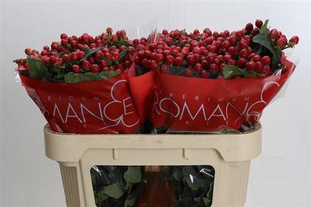 <h4>Hyp True Romance</h4>