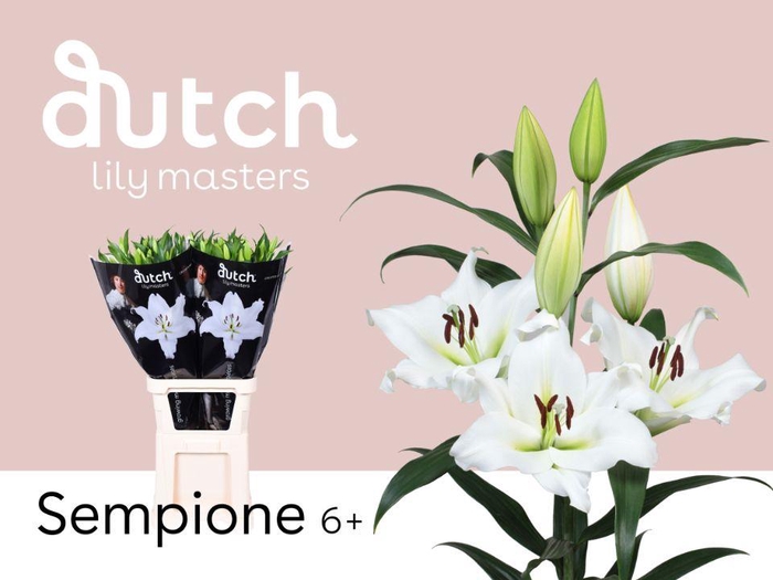 <h4>LI OT SEMPIONE 6+</h4>