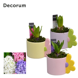 Hyacint Bloomie Mug HL15413 [LOVELY COLORS]