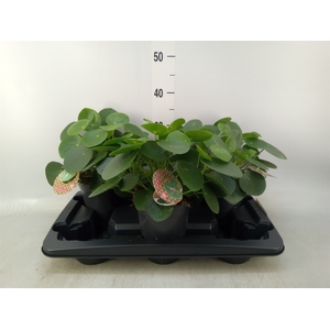Pilea peperomoides