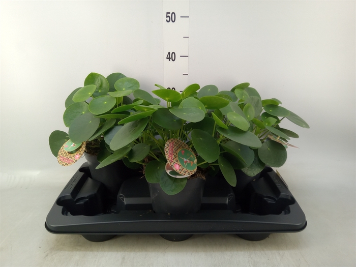 <h4>Pilea peperomoides</h4>