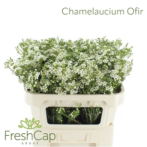 Chamelaucium Ofir