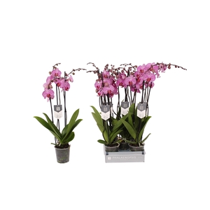 Phalaenopsis Prague, 3-spike 22+