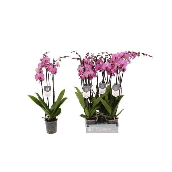 <h4>Phalaenopsis Prague, 3-spike 22+</h4>