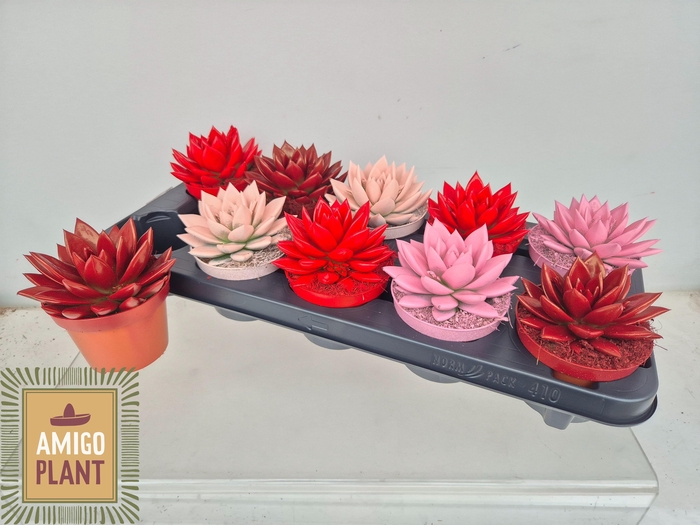 <h4>ECHEV MIRANDA</h4>