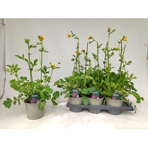 GEUM LADY STRATHEDEN