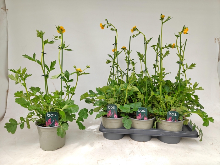 <h4>GEUM LADY STRATHEDEN</h4>