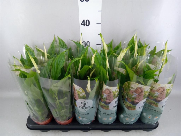 <h4>Spathiphyllum 'Chopin'</h4>