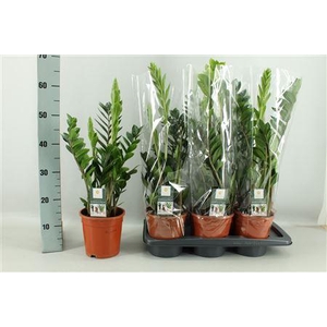 Zamio Zamiifolia 6+