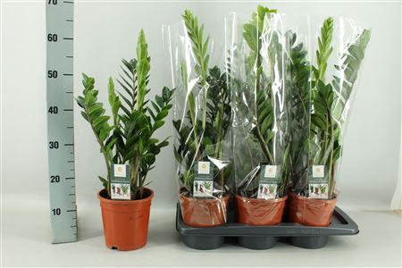 <h4>Zamio Zamiifolia 6+</h4>