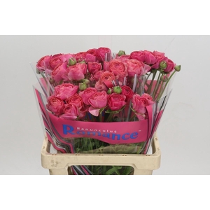 Ranunculus Romance Nohant Dark