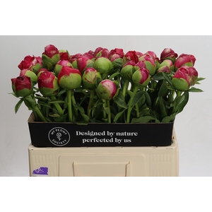 Paeonia Command Performance