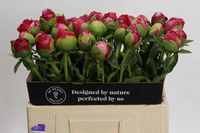 <h4>Paeonia Command Performance</h4>