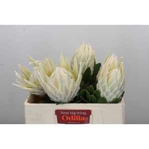 Protea Cyn. Ayoba Arctic Ice