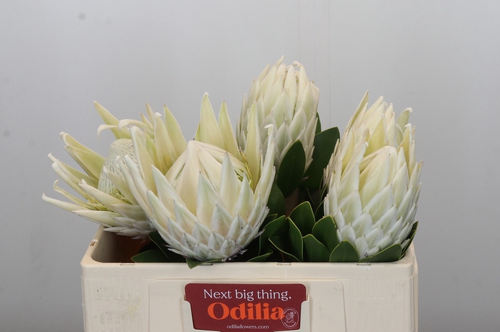 Protea Cyn. Ayoba Arctic Ice